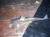 White Seacatfish (Sea Barbel)