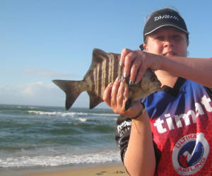 Banded Galjoen caught at riet reef on high tide