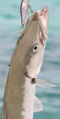 Pickhandle Barracuda Caught On Lure